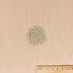 Potagères - Laitue Pommée May Queen - BIO - MEDIA_3D